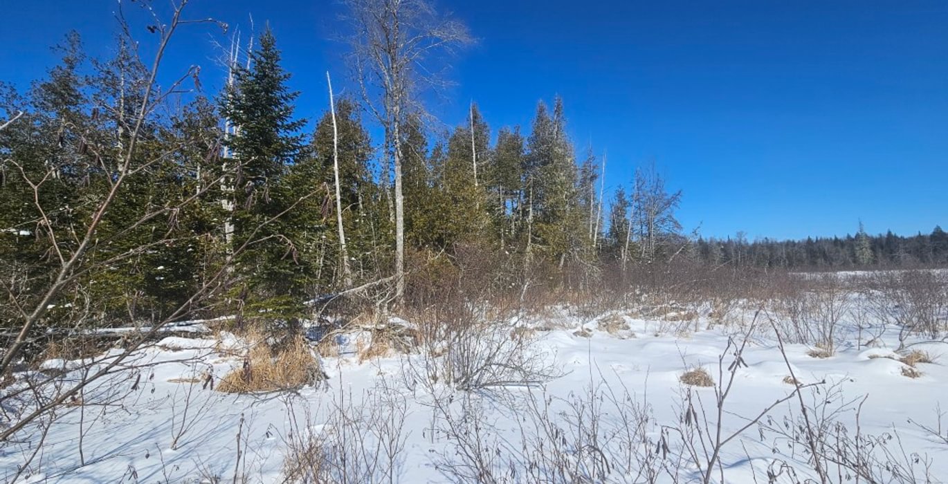 950 10 Birch stream
