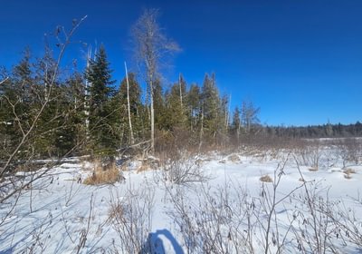 950 10 Birch stream