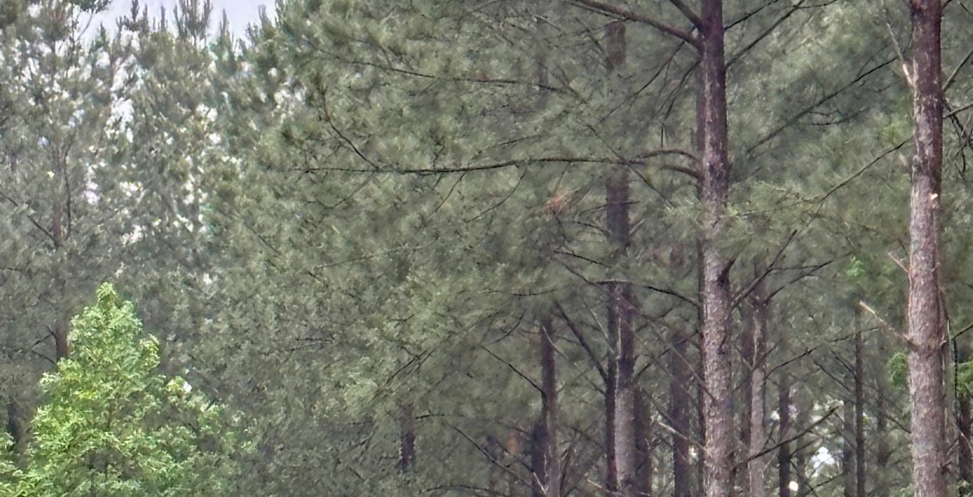 950 IMG 3441