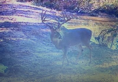 950 deer3
