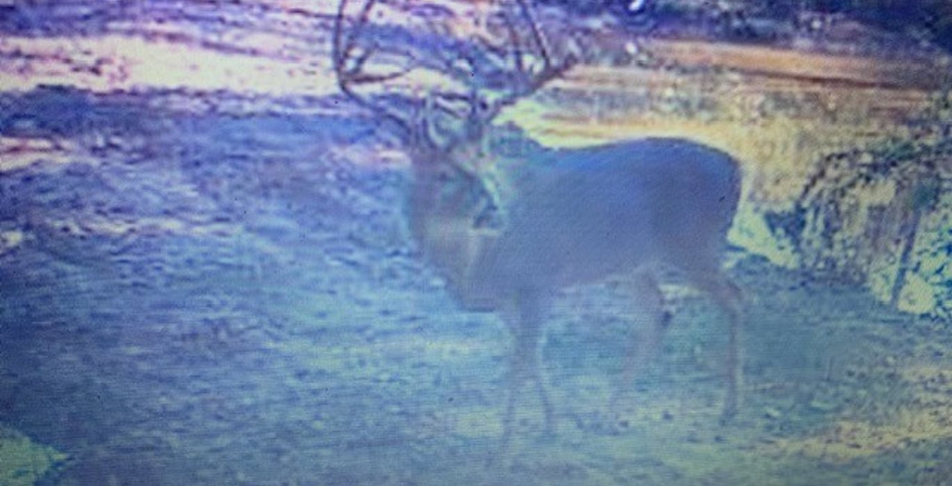 950 deer3