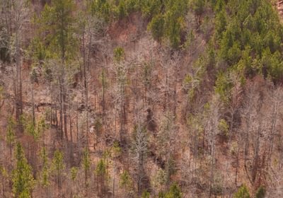 952 AFM Harrisville 68 Photo 6