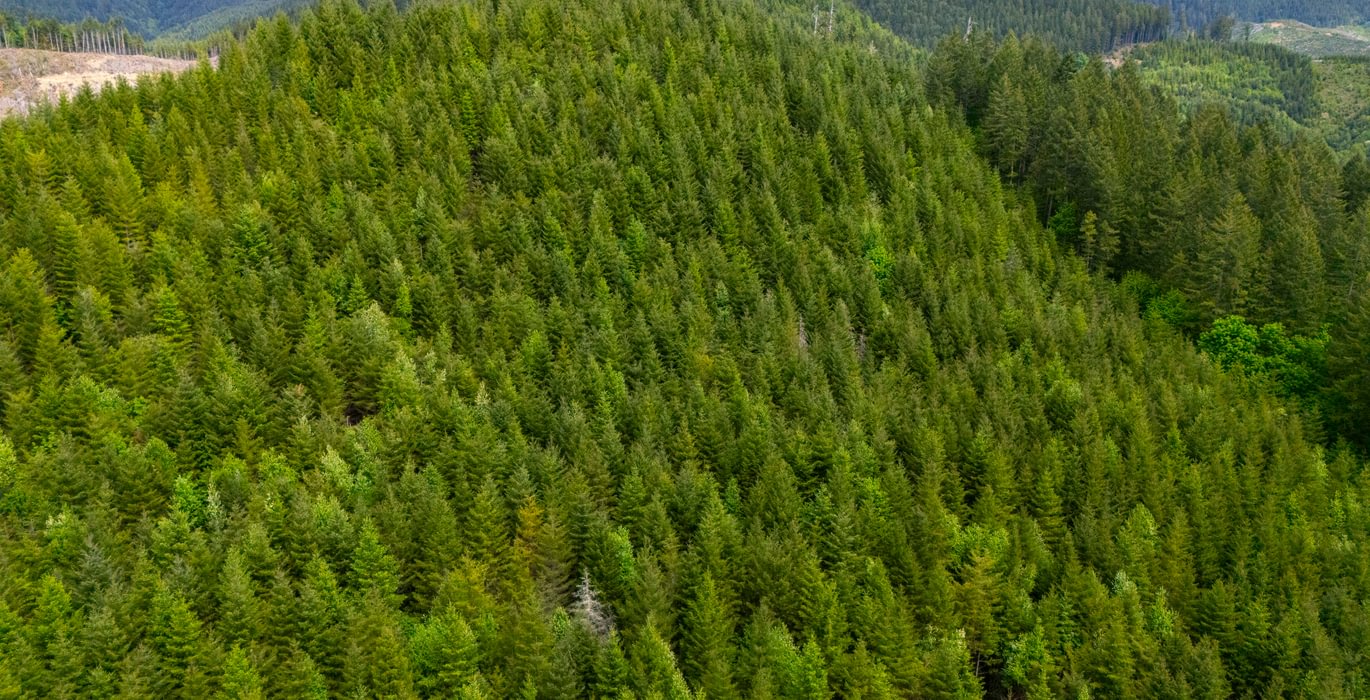 957 Trees High 2