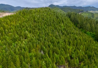 957 Trees High 2