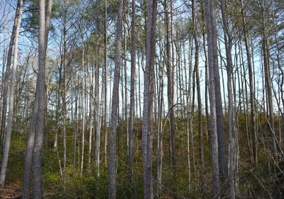 964 Church Hill pic9