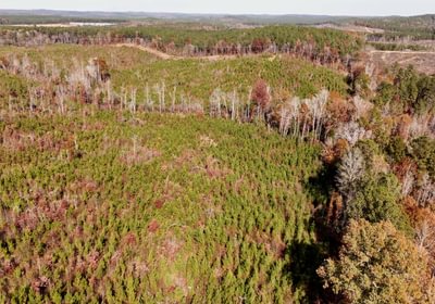 969 AFM Crump Farm Photo 3