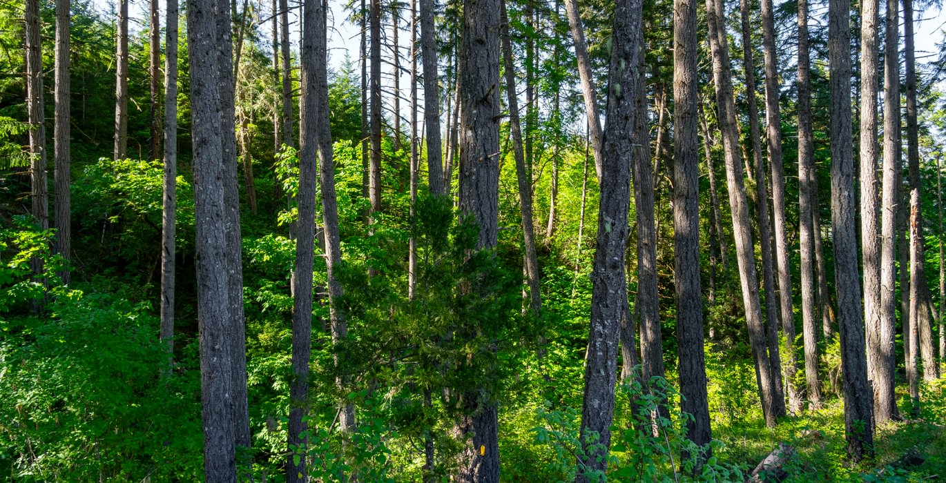 972 Trees Low 1