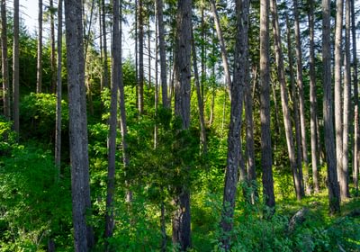 972 Trees Low 1