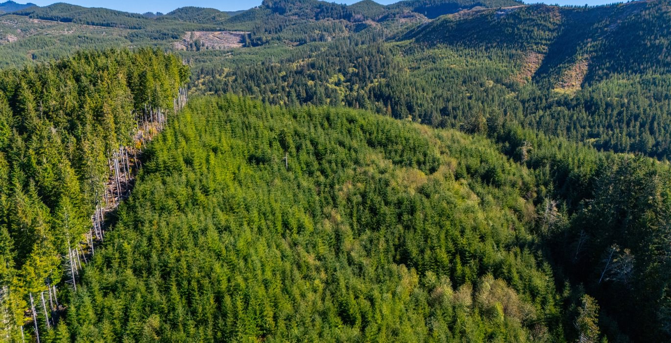 973 trees high 1