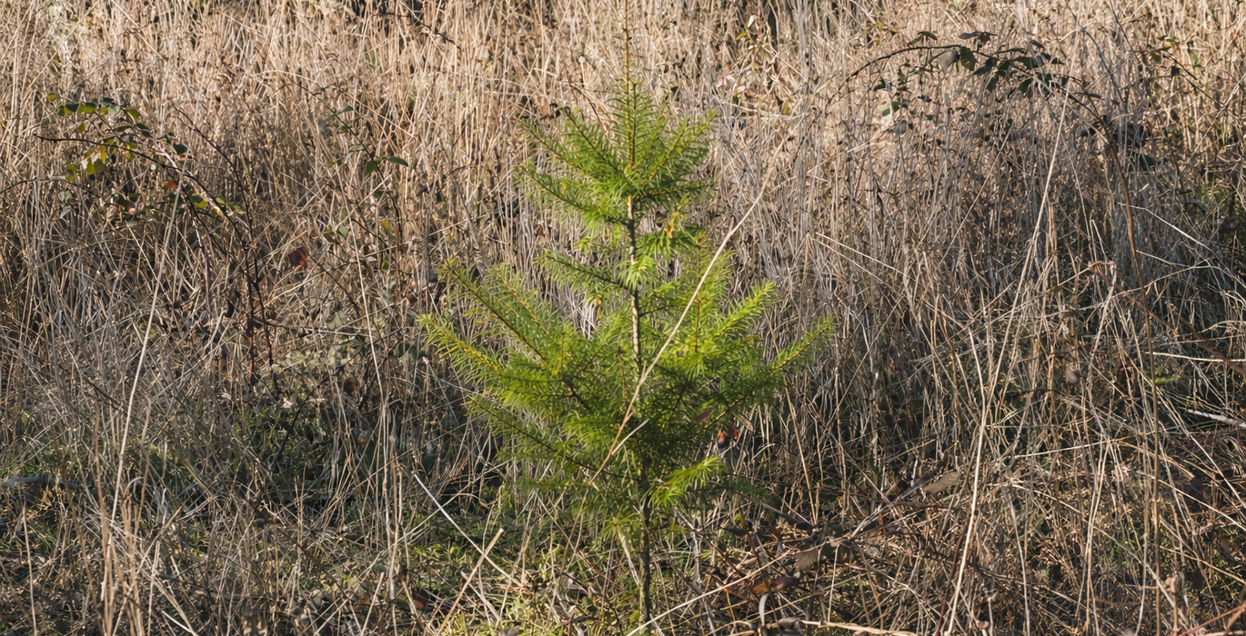 977 Chat GPT Image Jan 13 2026 at 05 36 13 PM