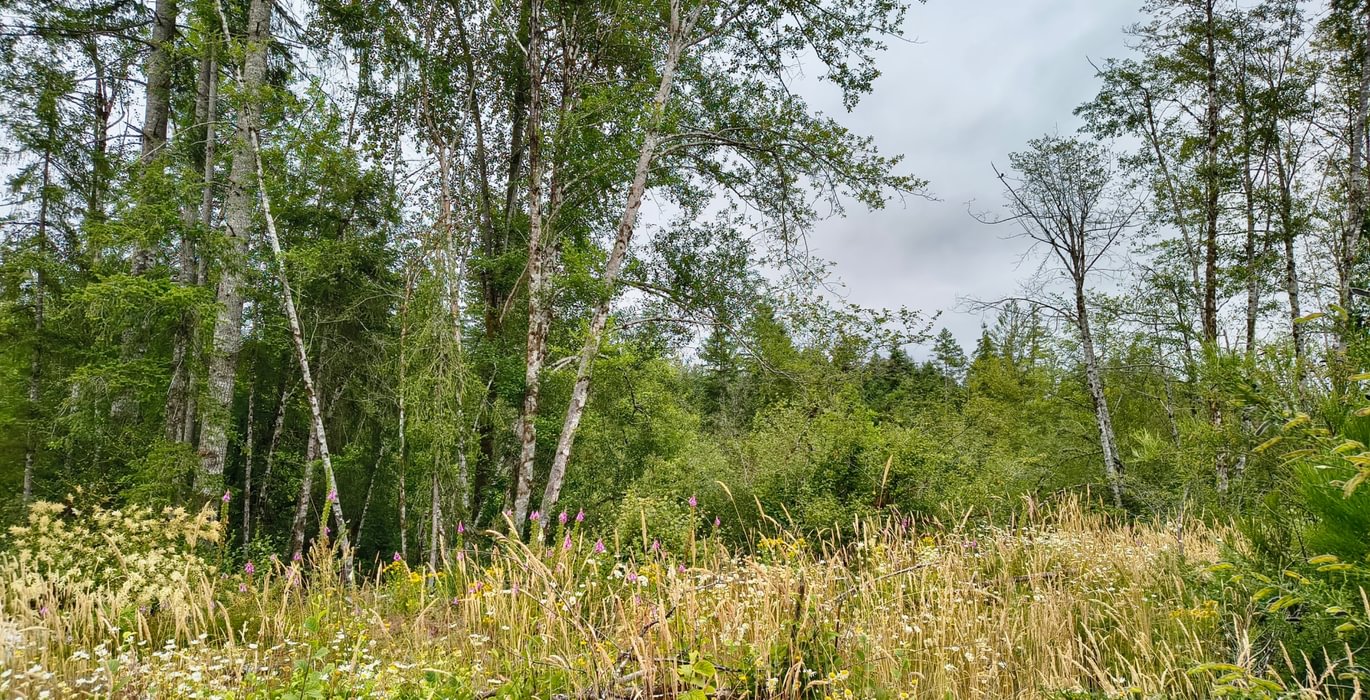 979 IMG 20260708 103733523 HDR