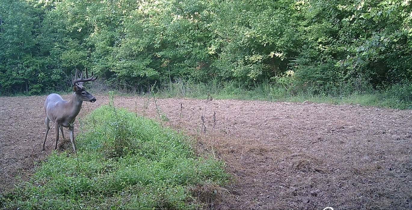 979 Image 14