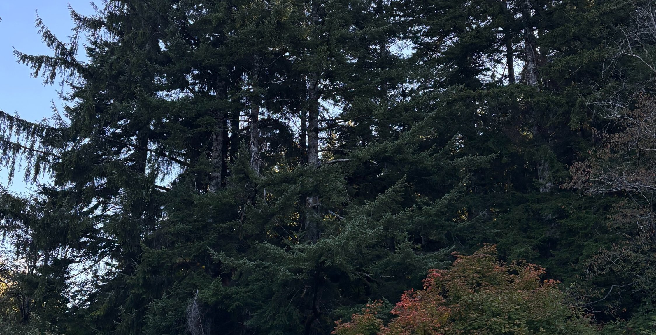 Photo 13 of Sitka Woodland, 35.37 acres, Lincoln County, Oregon