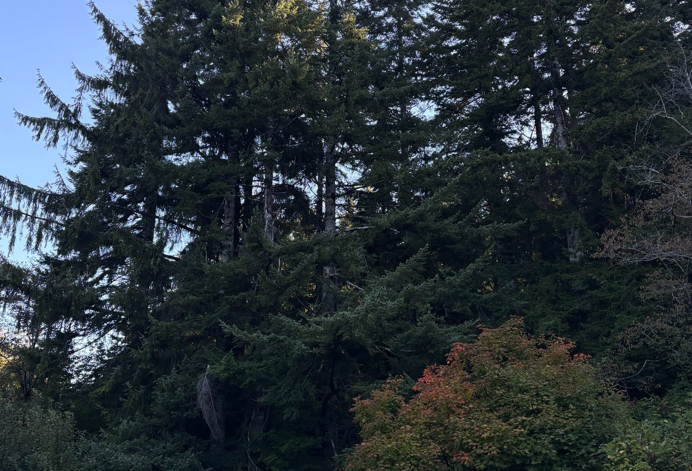 Photo 13 of Sitka Woodland, 35.37 acres, Lincoln County, Oregon