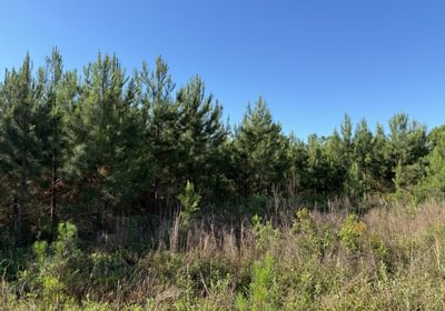 982 IMG 1733