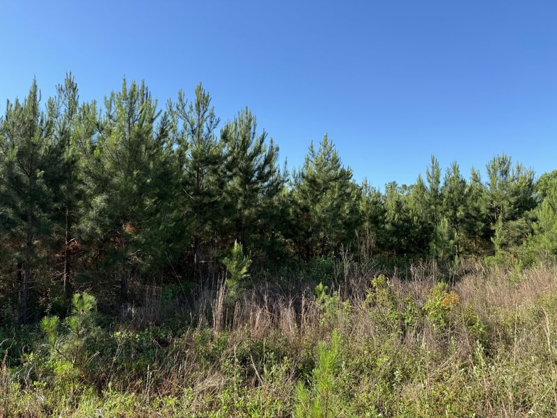 Photo 1 of Sinai Powerline, 31.11 acres, Jackson County, Florida