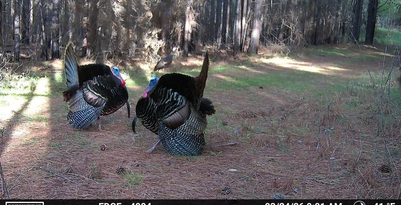 987 Temp 1498124 20260324155812 101 MFCAM MFDC0405