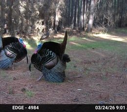 987 Temp 1498124 20260324155812 101 MFCAM MFDC0405