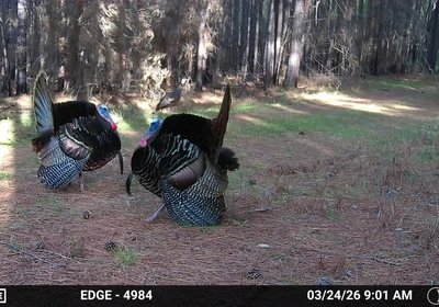 987 Temp 1498124 20260324155812 101 MFCAM MFDC0405