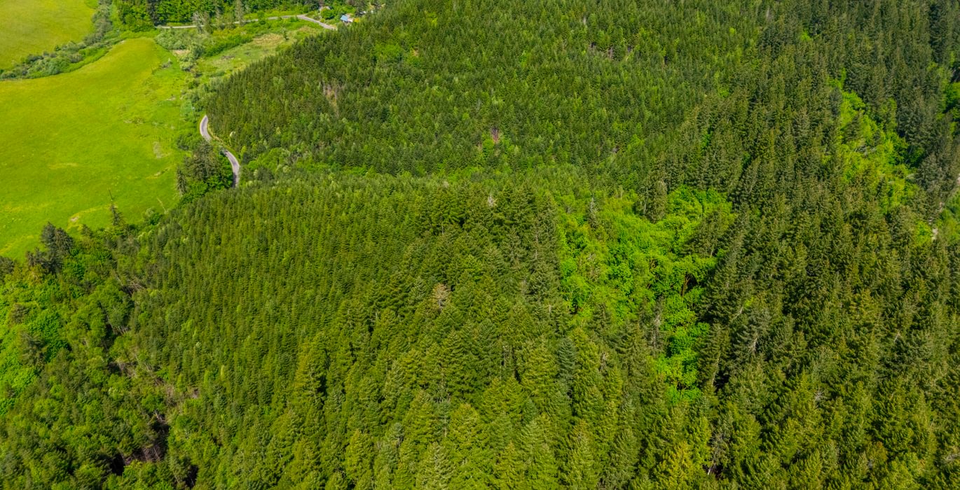 987 Trees High 5