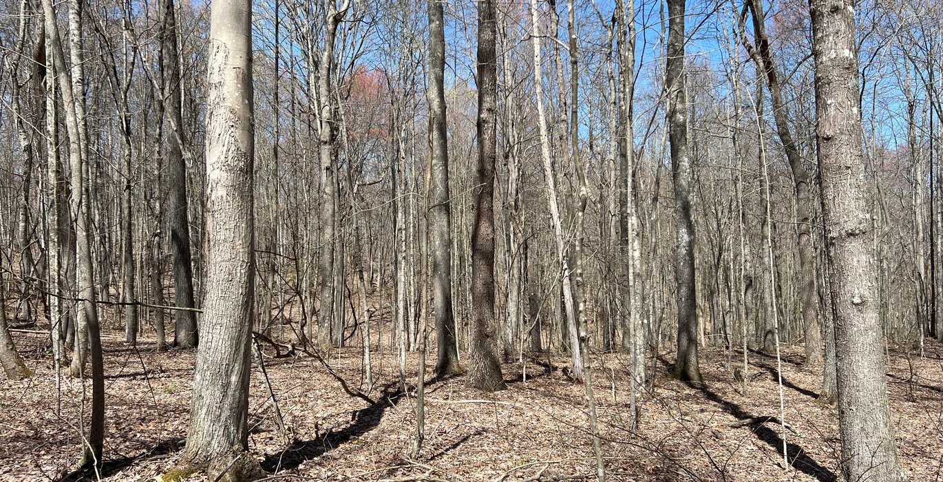 988 Timber Stand 8