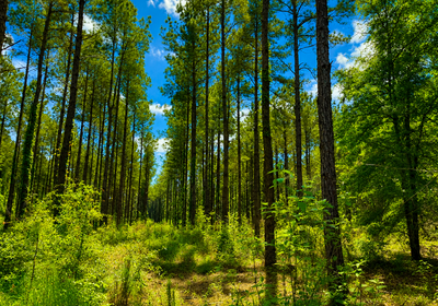 98 Trees1