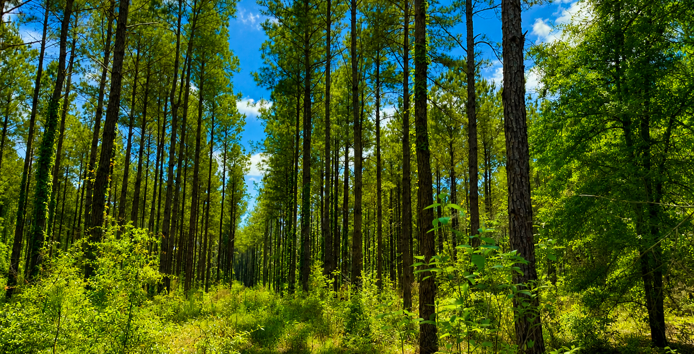 98 Trees1