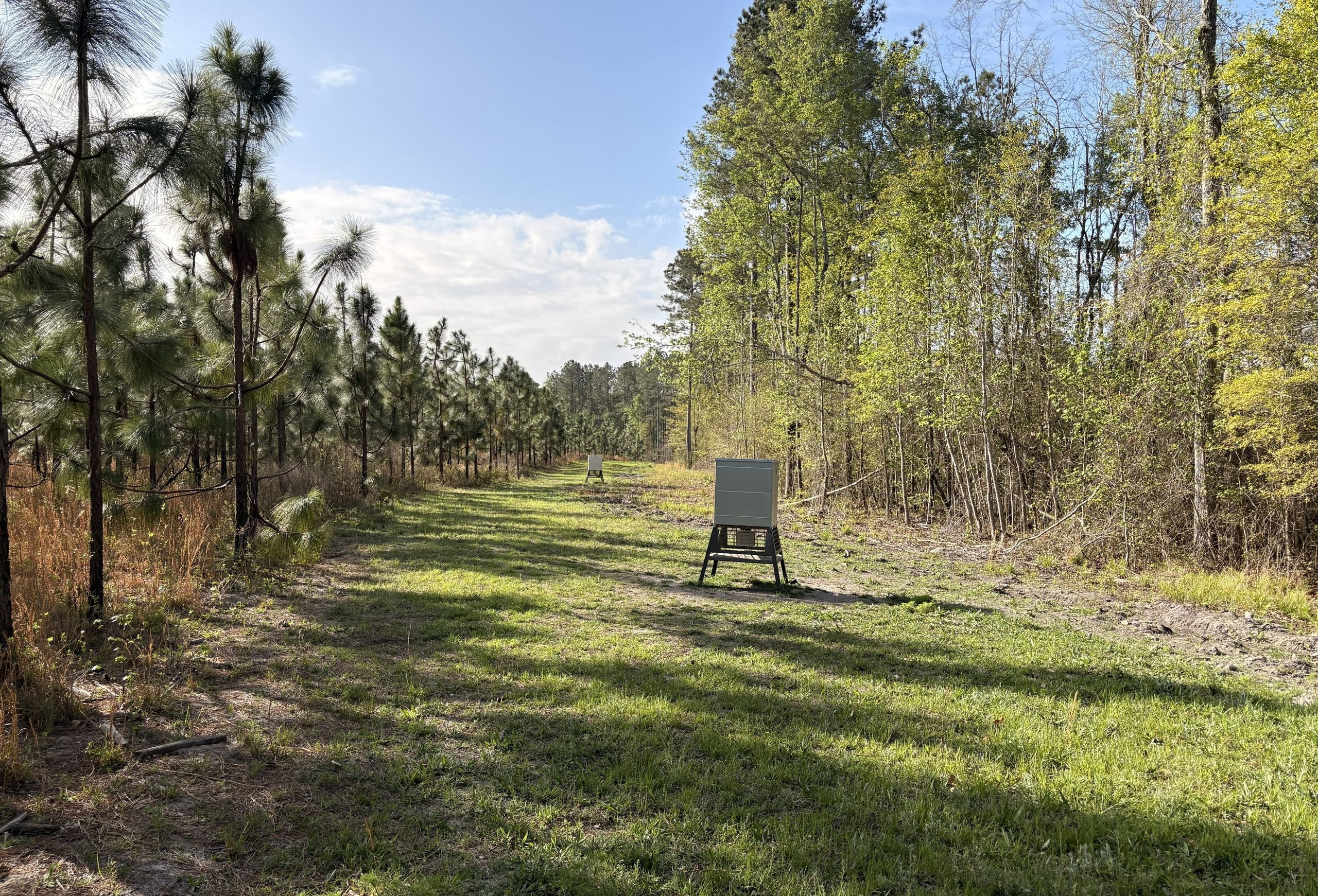 Photo 9 of Old Poor Robin Sportsman Tract 2, 24.6 acres, Screven County, Georgia
