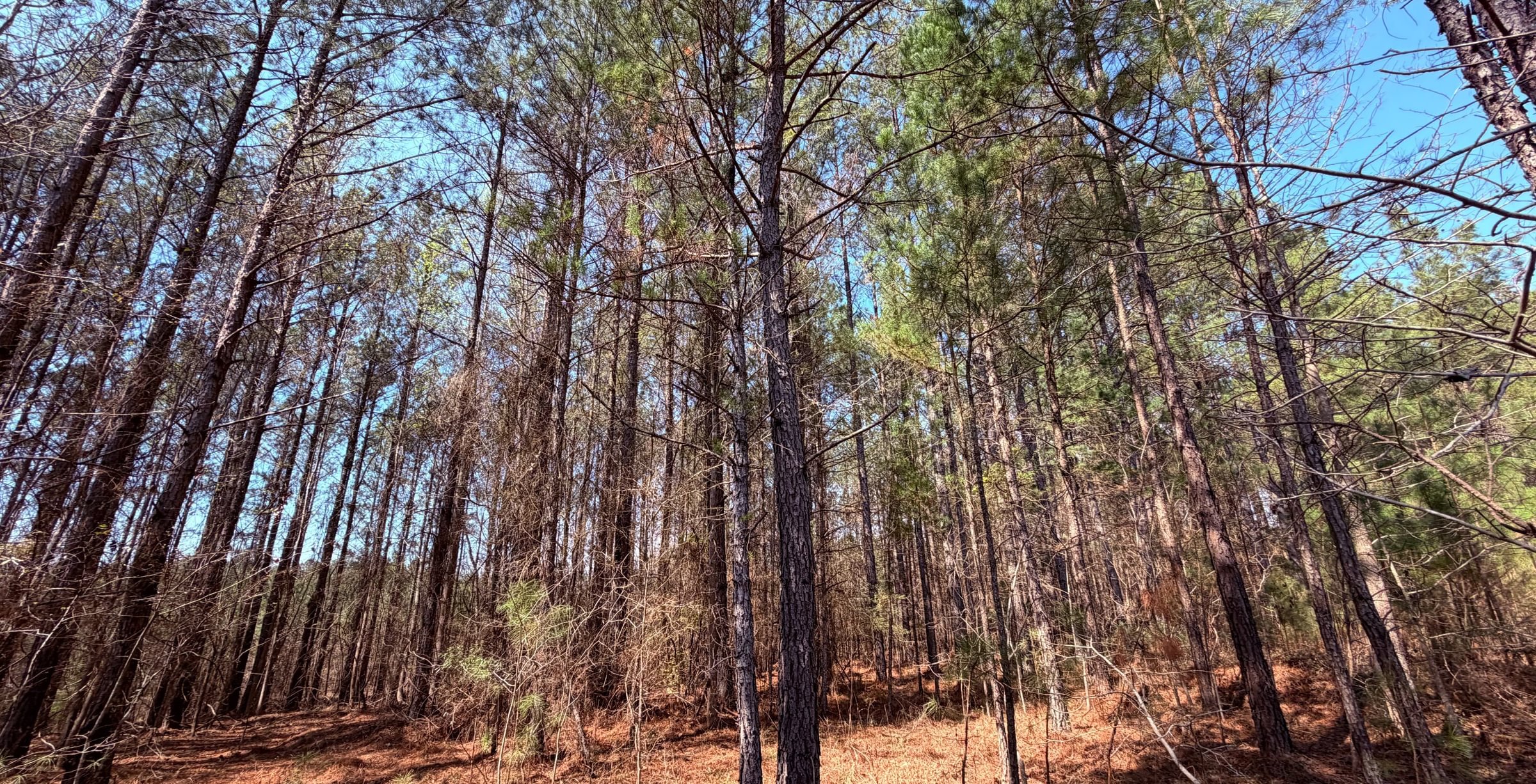 Photo 9 of Fort Creek Timberlands, 221 acres, Hancock County, Georgia