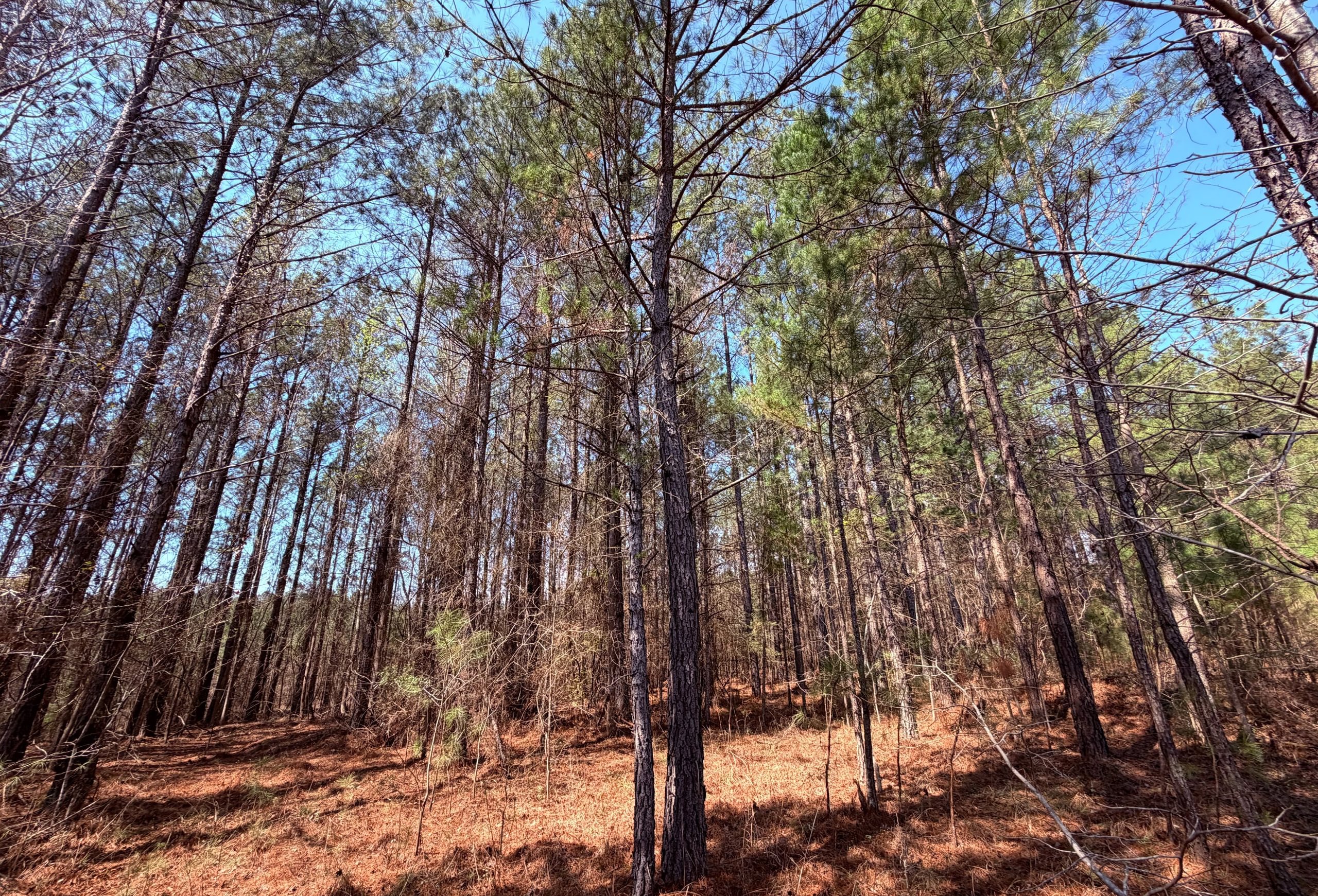 Photo 9 of Fort Creek Timberlands, 221 acres, Hancock County, Georgia