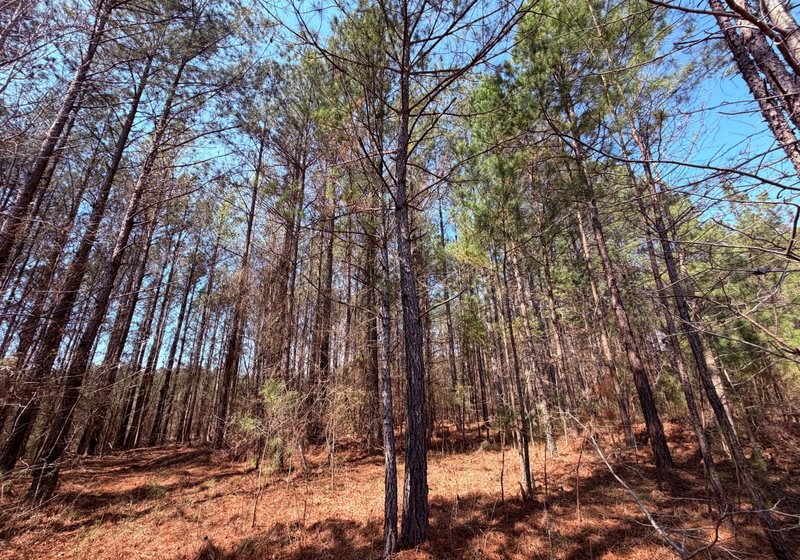 Photo 9 of Fort Creek Timberlands, 221 acres, Hancock County, Georgia