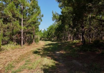 995 Longleaf Mecca Photo 19