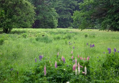 996 lupine back field
