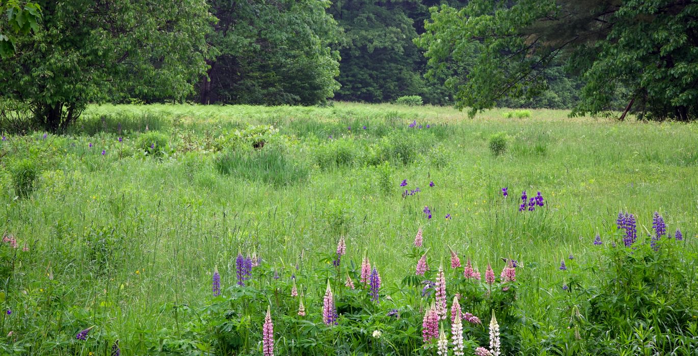 996 lupine back field