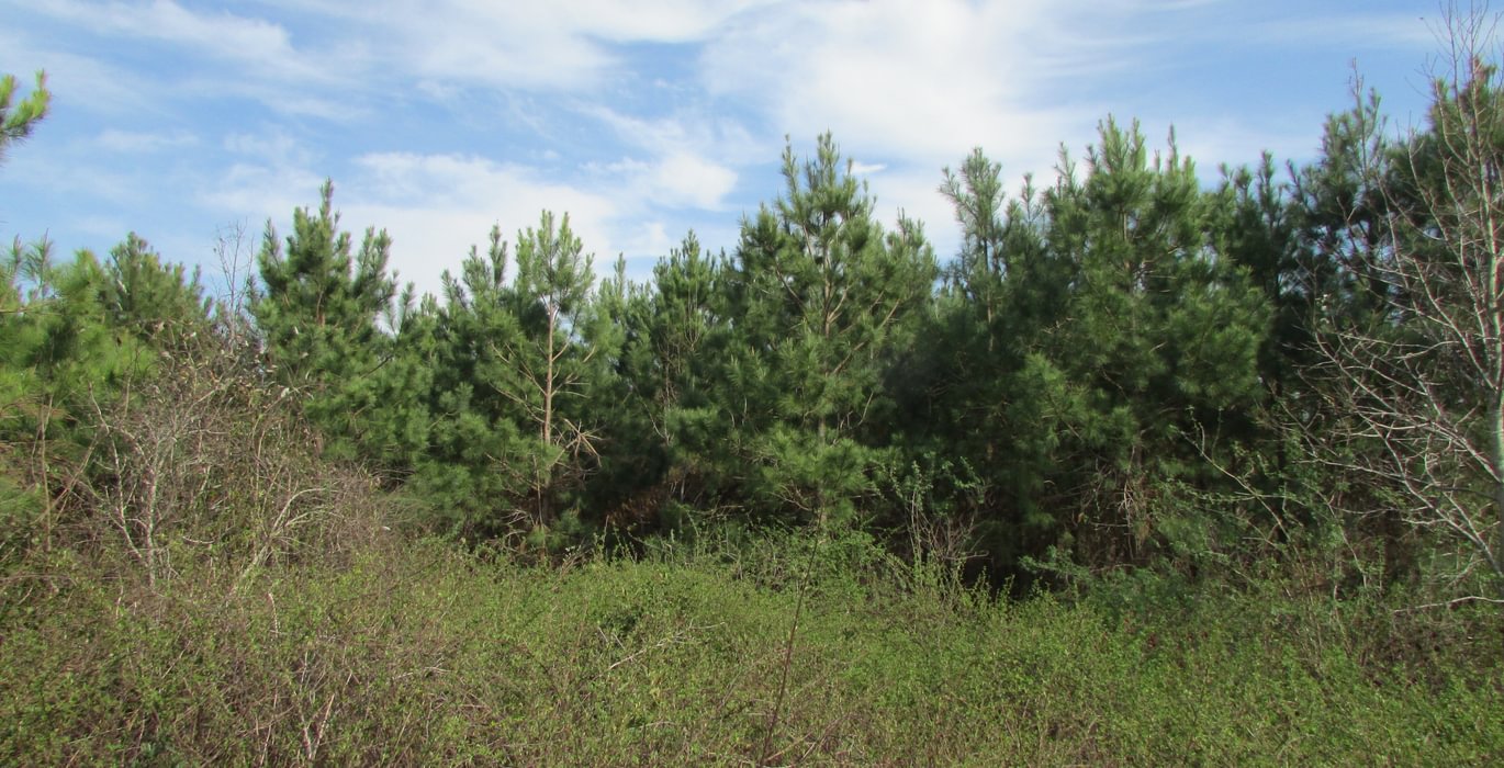016 IMG 0354