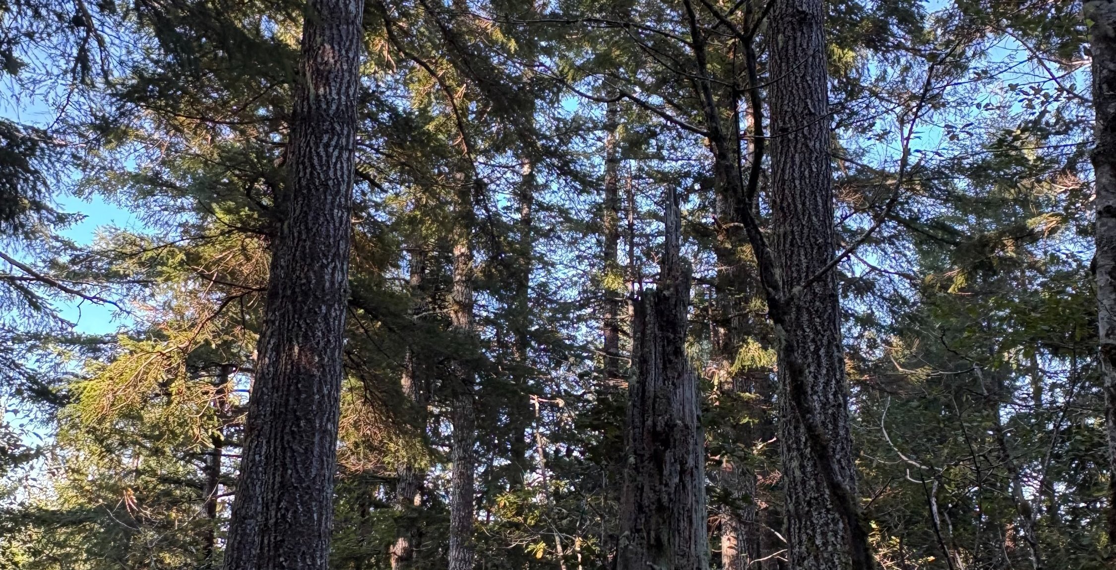 Photo 8 of Sitka Woodland, 35.37 acres, Lincoln County, Oregon