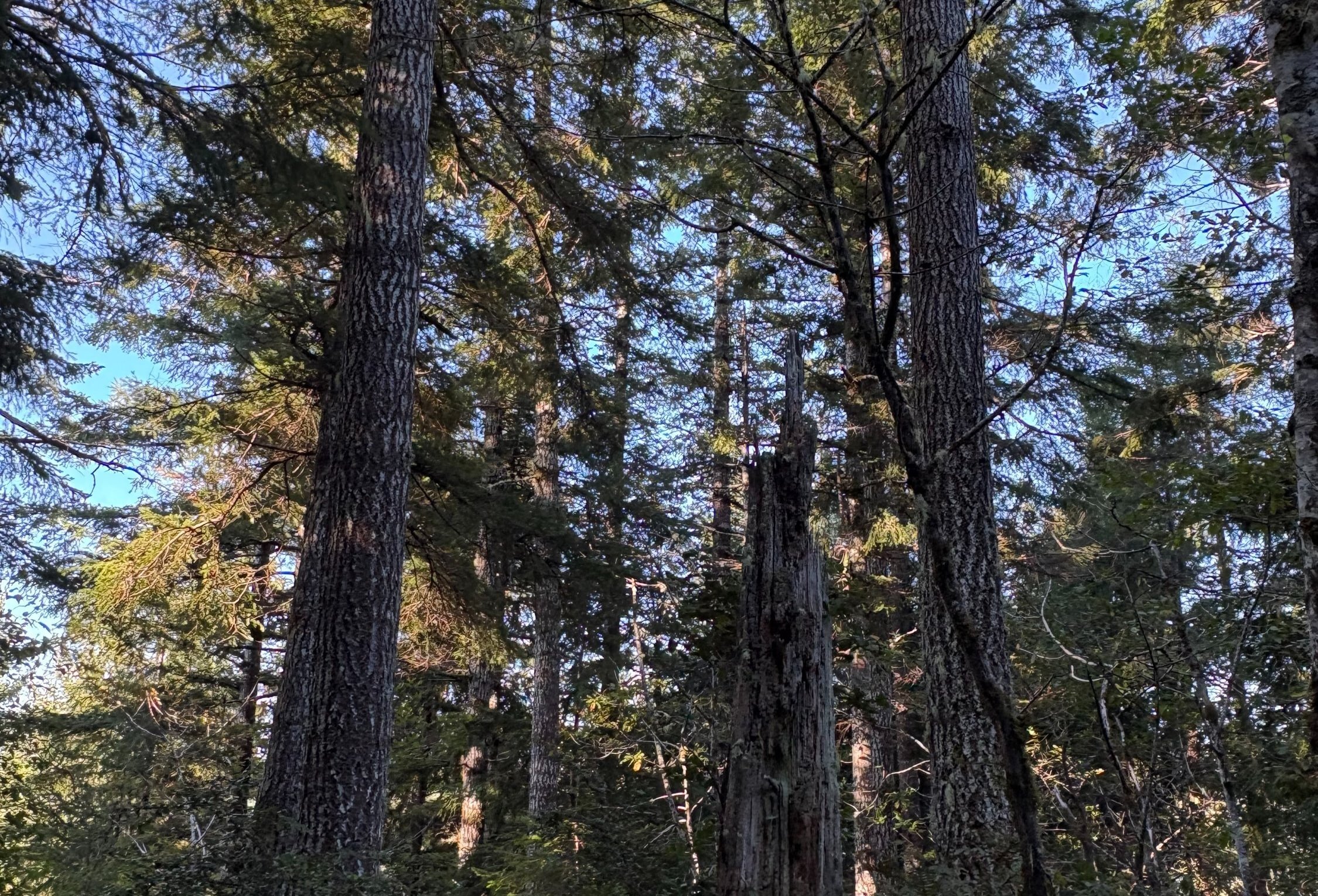 Photo 8 of Sitka Woodland, 35.37 acres, Lincoln County, Oregon