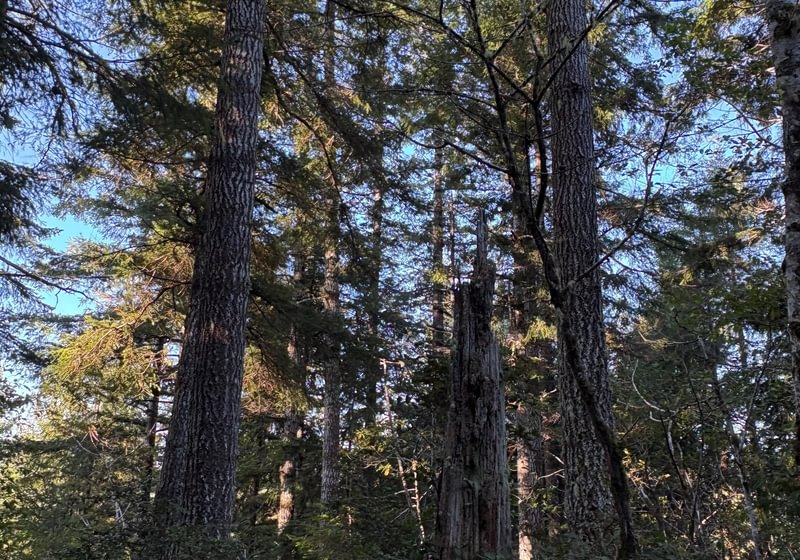Photo 8 of Sitka Woodland, 35.37 acres, Lincoln County, Oregon