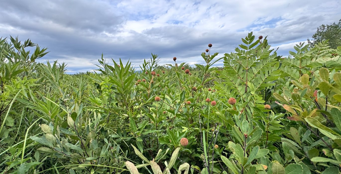 108 Meadow vegetation
