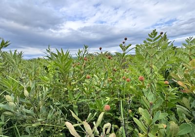108 Meadow vegetation