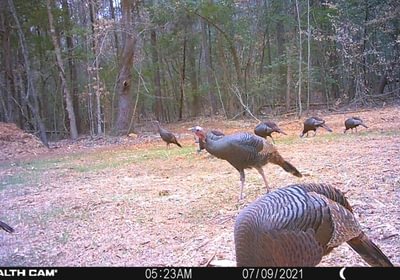 10 new food plot