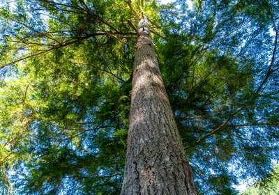 112 big tree