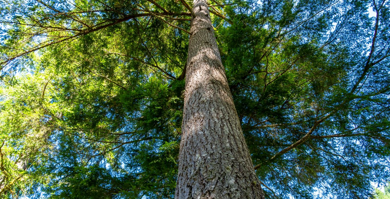 112 big tree