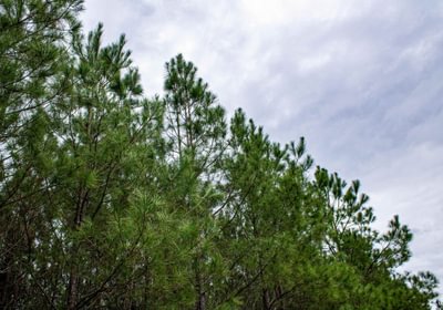 131 FORTLAWN IMG 6830