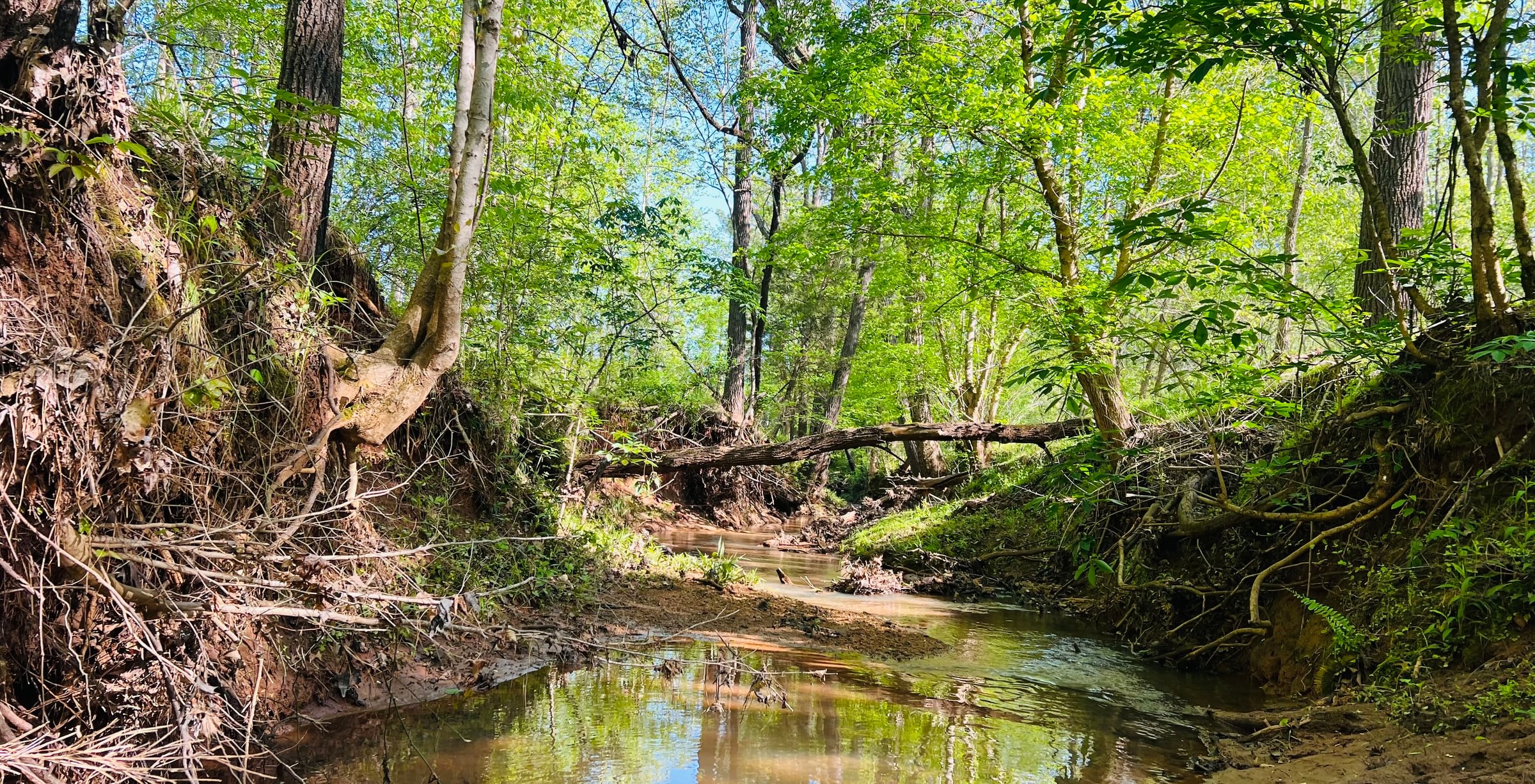 Photo 5 of Wolf Creek - Sportsman Tract, 182 acres, Jasper County, Georgia