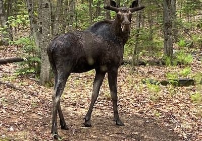 146 moose