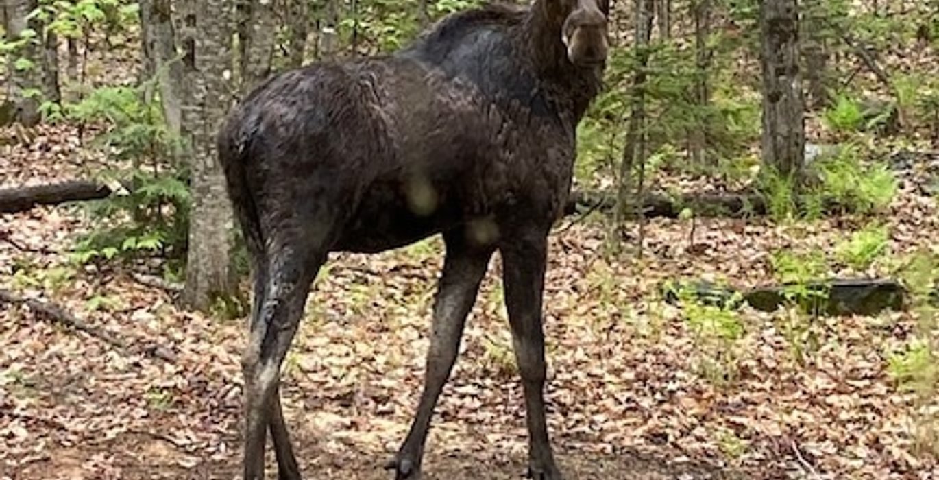146 moose