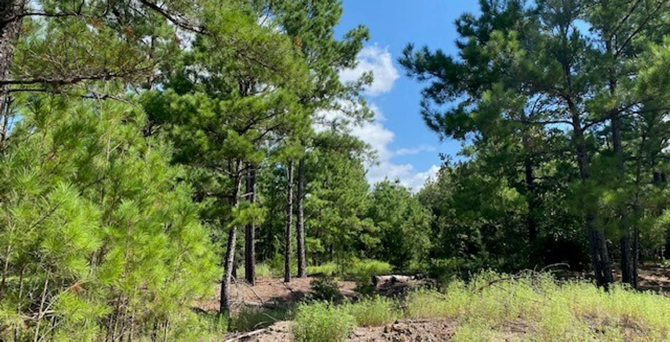 154 gum springs 14