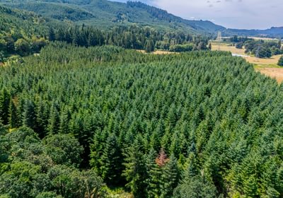 155 High Trees 2