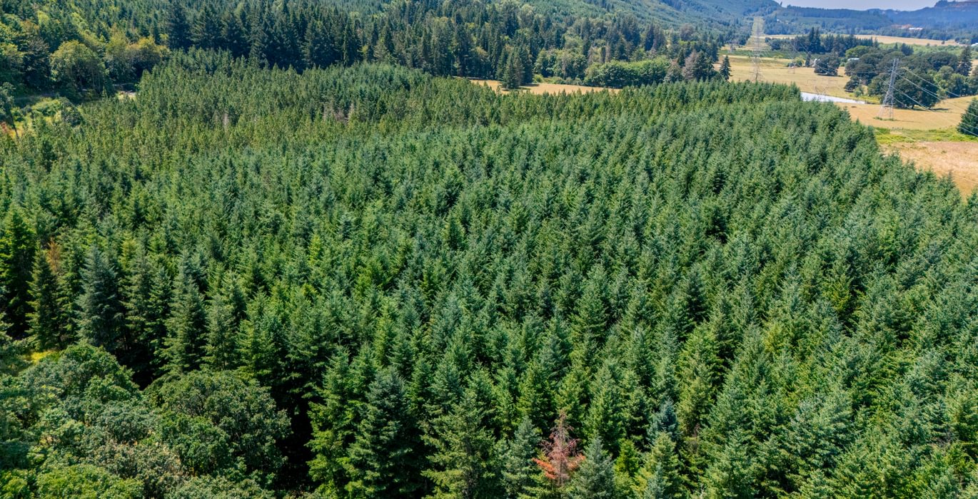 155 High Trees 2